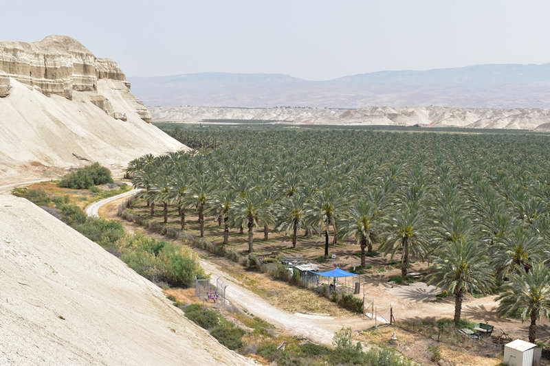 תצפית ממוצב טובלן על מטעי התמרים הגדלים על גדות נהר הירדן