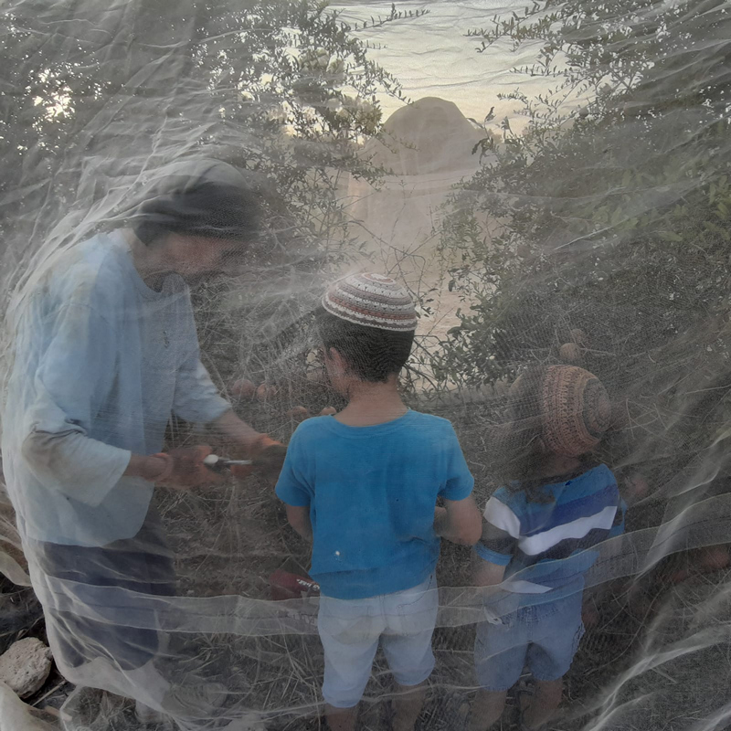 קטיף רימונים בבית חגלה עם משפחות המקום