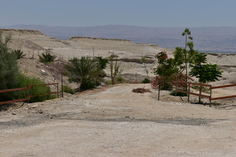 בית חגלה על פני יריחו - פריחה במדבר
