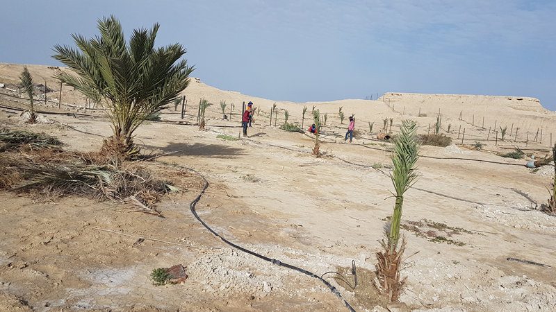 הכנת השדה לנטיעת עצים