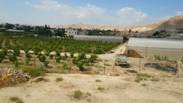 מבט אל תל יריחו מהמרפסת של בית הכנסת שלום על ישראל