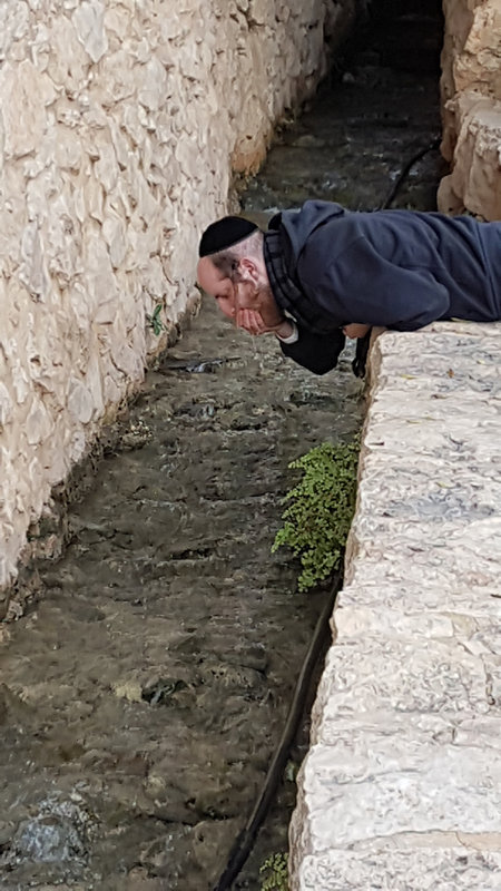 המים הנקיים של מעיין אלישע ביריחו